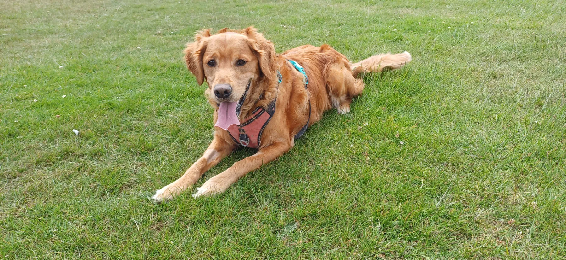A golden retriever lying happily on the grass