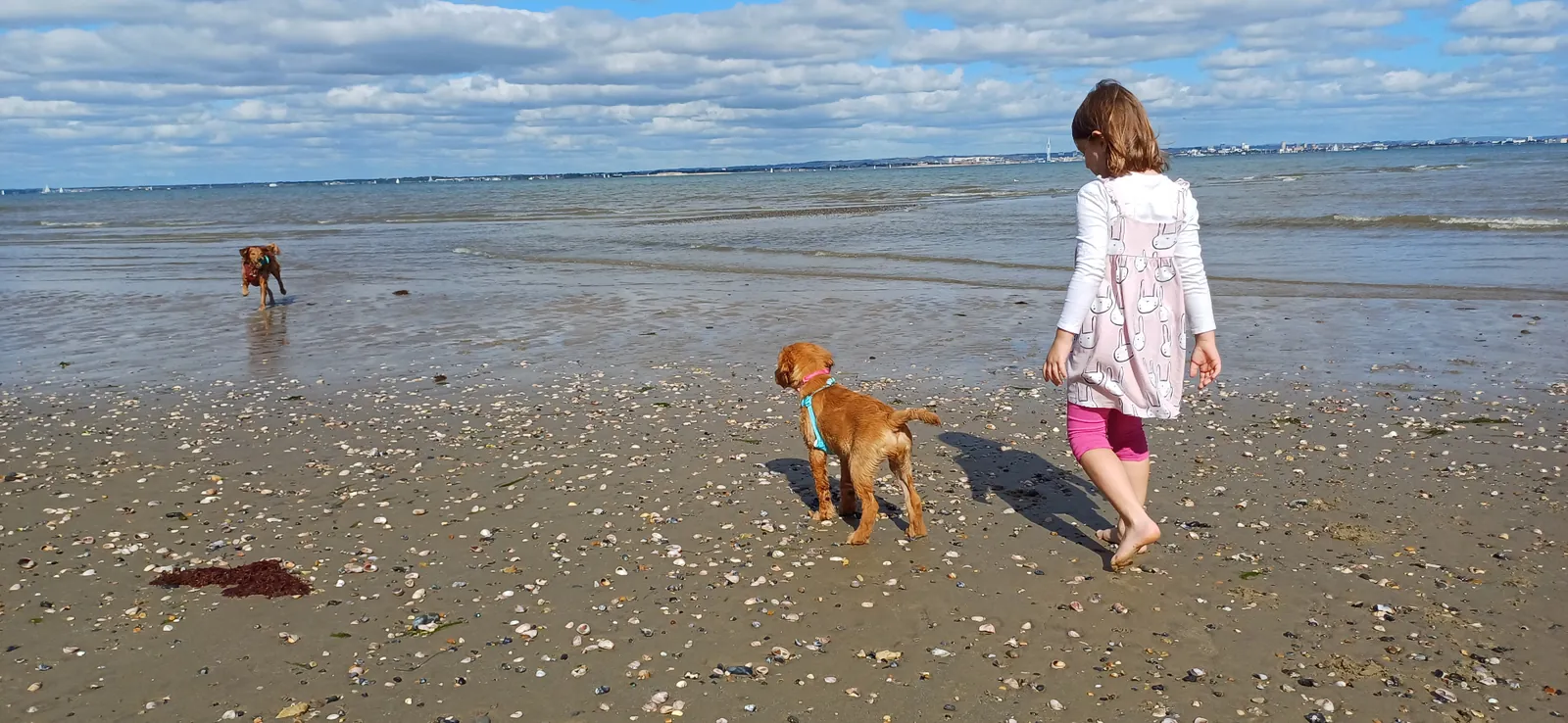 Family walking dogs on an Isle of Wight beach