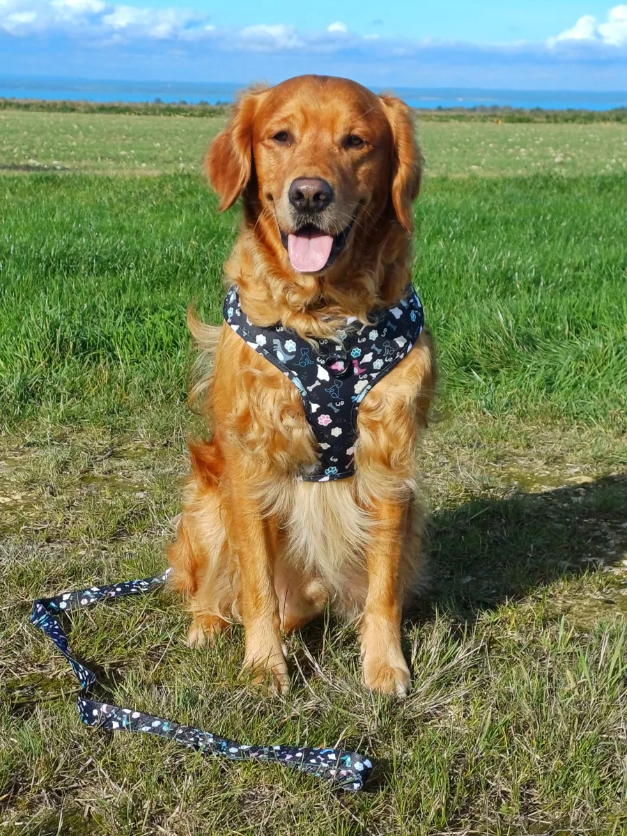 Bertie, a golden retriever, in a field