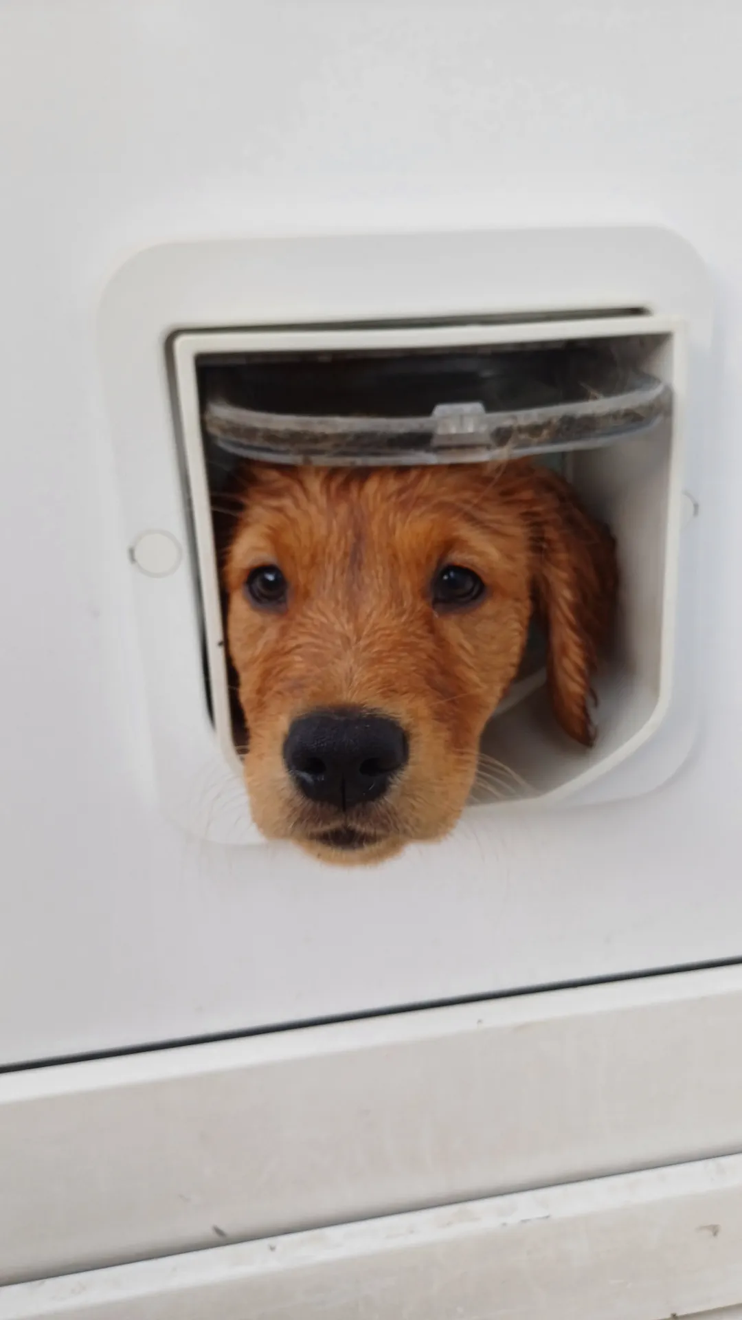 Bonnie looking through the cat flap while waiting for the postman.