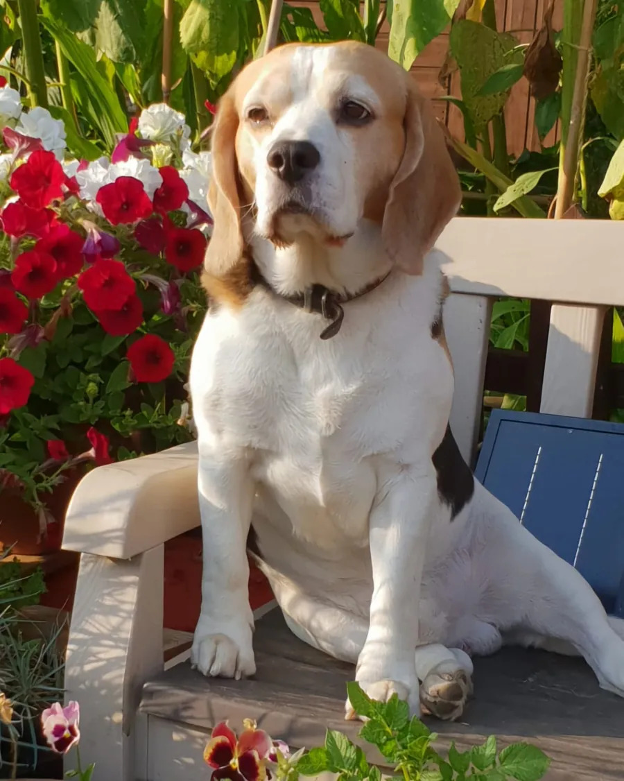 Copper, a beagle, sitting in the garden